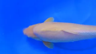 Karashigoi Special, Konishi Koi Farm: Karashigoi, 3 Jahre, 73 cm, weiblich