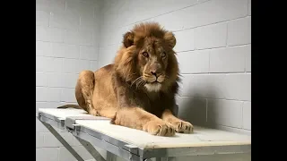 Lions Arrive at Audubon Zoo