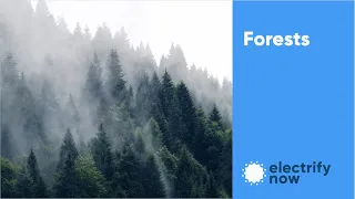 Forests - Natural Carbon Sequestration