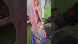 Gutting of a lamb