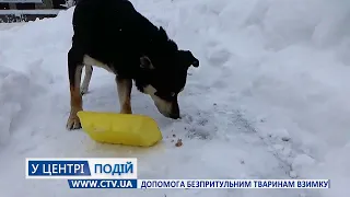 Допомога безпритульним тваринам взимку