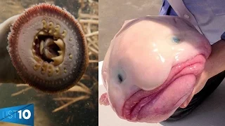 10 Creepy Animals That Will Freak You Out | LIST KING
