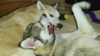 Husky Brothers Play Instead Of Going To Sleep Part 2