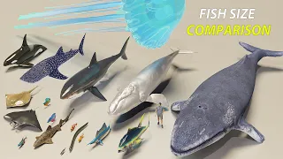 Fish Size Comparison 3D | Smallest to Largest Fish  | Sea Monsters