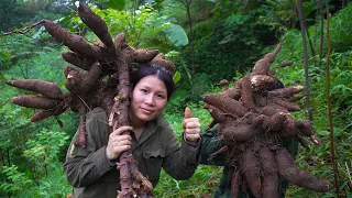 Harvesting cassava roots in the forest, drying them as food for chickens and ducks | New Life