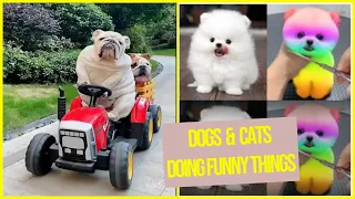 ⚠️Dogs and Cats Doing Funny Things!!🐶😺