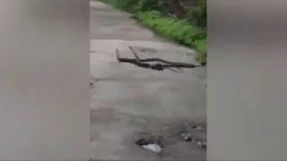 Ожесточенная схватка трех змей попала на видео