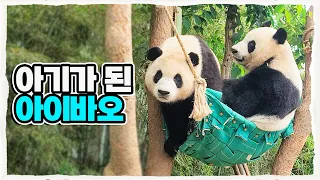 (SUB) Pandas who play on a swing🐼│Panda Family