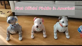 Unboxing the FIRST official Sony ERS-1000 aibo PinkBo in the US. Meet Caddi the ERS-1000/P