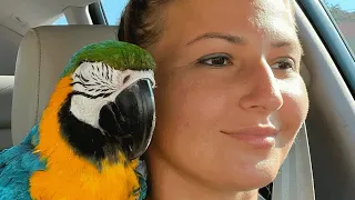 No one wanted this 'crazy' shelter parrot. Then a woman took him home.