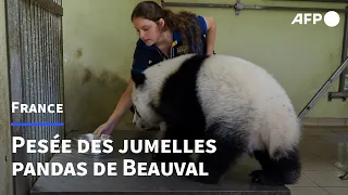 Au zoo de Beauval, pesée des jumelles pandas juste avant leur anniversaire | AFP