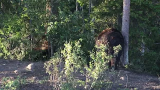 Karhu-Kuusamo - Karhu huutaa