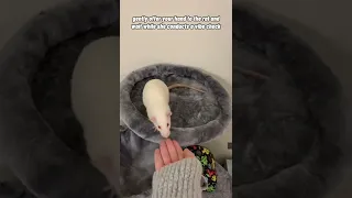 How To Pick Up A Pet Rat 🐀❤️