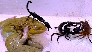 Asian Bullfrog With Big Crab And Scorpion! Asian Bullfrog Live Feeding