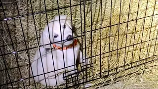 This isn’t working - livestock guardian puppy escapes