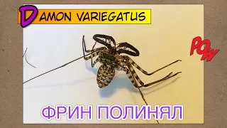 ФРИН ПОЛИНЯЛ // Damon variegatus