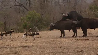 Wild dogs trying to catch a Buffalo calf