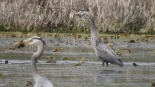 1 GREAT BLUE HERON SWALLOWS A NORTHERN PIKE 1 SWALLOWS SMALLER SUNFISH 5 5 2021