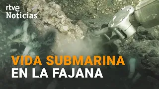 Imágenes SUBMARINAS de la FAJANA de LA PALMA grabadas por el ÁNGELES ALVARIÑO | RTVE