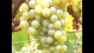 Виноград Шардоне