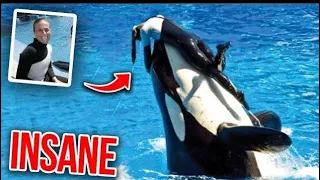 This Killer Whale Fatally Mauls Dawn Brancheau While Performing In Seaworld
