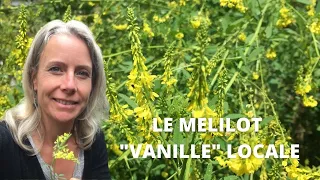 Le mélilot officinal - une vanille locale