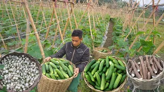 FULL VIDEO: 90 days of harvesting cucumbers, potatoes, cassava,eggplants from the farm to the market