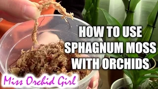 How to use sphagnum moss with orchids