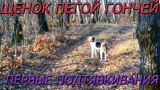 Щенок пегой гончей  Первые подтявкивания