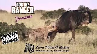 Lone Hyena Takes Down Wildebeest | Maasai Mara Safari | Zebra Plains