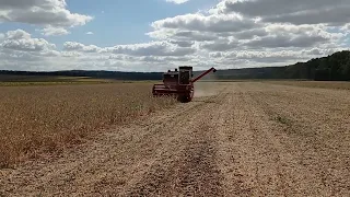 Жнива.Уборка сої.Комбайн Massey Ferguson 440