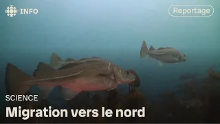 Des océans plus chauds forcent des espèces à migrer vers le nord | La semaine verte