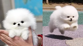 😍 Mini Pomeranian Funny And Cute Pomeranian Videos