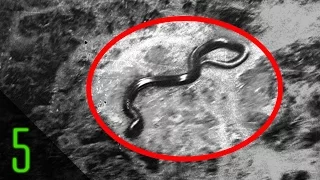 5 Mysterious Creature Sightings & Encounters in the Middle of Wars