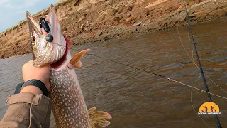 Удачная рыбалка на Иртыше. г.Ханты-Мансийск