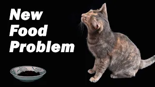 If Your Cat Won't Eat Its New Food, Watch This
