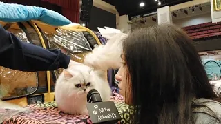 All For Animals #82 - Loving Cats Worldwide at the Westchester County Center