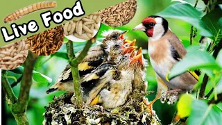 Do British Finches NEED Live Food to Breed?