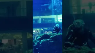 Sand Tiger Shark in Dubai Aquarium