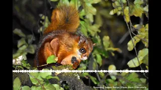 Animal Sounds #11: Red Giant Flying Squirrel