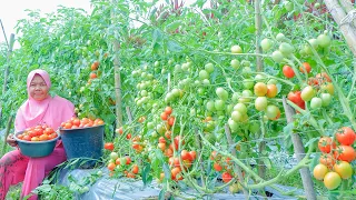 Cara Menanam Tomat Dari Awal Sampai Panen