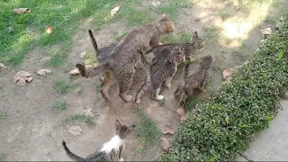 Kittens Are Begging To Mom Cat For Milk But She's Angry And Not Feeding Them