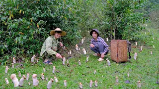 Harvesting giant forest mushrooms, how to process mushrooms into delicious dishes - Trong and Ton