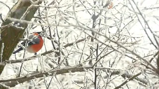 A Wilder View: How birds survive Montana’s cold winters