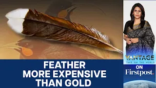 Rare Feather Worth 40 Times as Much as Gold by Weight | Vantage with Palki Sharma