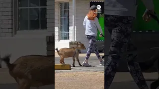 Part of the pack: Goat goes for a walk with a couple of dogs