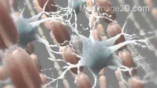 Myelin Sheath Neurons 3D Medical Animation