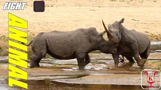 Rhino Bulls Fight | Epic Territorial Battle