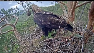 4.05.2024 Алтынычи. Догонялки в их стиле 🦅 Altynichi. Playing tag.