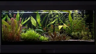 Eheim Vivaline Aquarium 240l -The Fishtank- Corydoras Julii - Smaragdprachtbarsch - Fünfgürtelbarben